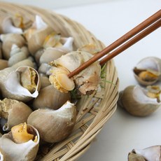 동해안 자연산 백골뱅이/백고동 간편조리, 1개, 자숙 백고동 소 700+700g (60미 내외)