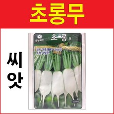초롱무씨앗 2000알 다발무씨앗 소형무 초롱무 무씨앗
