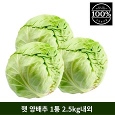 국산미니양배추