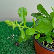 플럼바고