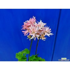 3d22ab2ba8a9f759892f0b962e0eae834a5d05893edc392d121a5a6e8538.jpg