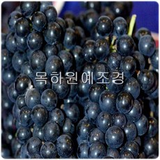 목하원예조경 포도나무 개량머루포도(삽목1년특묘)