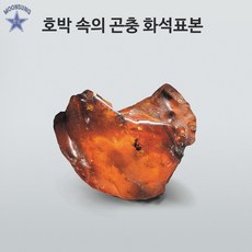 호박곤충