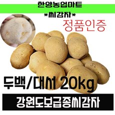  강원도 두백 보급종 씨감자 20kg 10kg 4kg + 상추 씨앗사은품증정, 두백20kg(포슬포슬씨감자) 