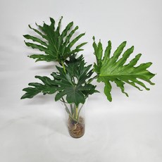 [무배]수경식물 프렌즈 큰잎 호프셀렘(특상) 2023 새 상품, 1개
