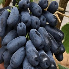 블랙사파이어묘목