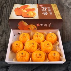 [올찬] 한라봉 선물세트(특대대) 3kg(8~10과) 제주직송 !!