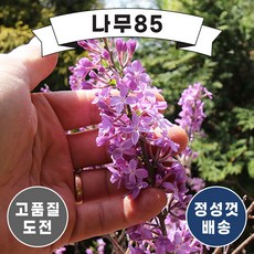 팥꽃나무
