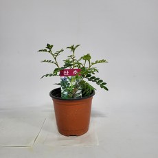 산초묘목
