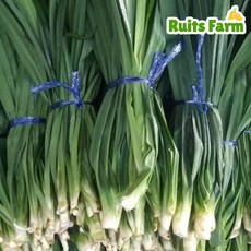 [루츠팜] 태국 생 판다누스 900g~1kg (총 2~4묶음) 판단잎 pandanus 카야잼 카야쨈