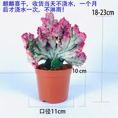 1239cf71a061eb1864bf83c8d6a1f76bb2b9adccb11a51e9139b9eee0c17.jpg