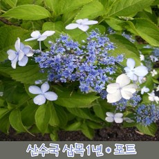 배브릭작품산수국