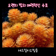 레드밀리오필름
