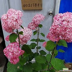 4c99f4e8356315299cb96e490573d9357b16343c5e644c6a8c830cefdb29.jpg