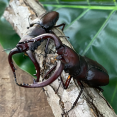 황굼 톱사슴벌레 성충 수컷 암컷 특대형 분양 60mm이상, 수컷단품60mm이상