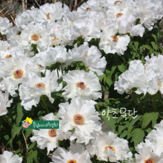 약초목단 [1포트] (복남이네야생화 봄 작약 백 목단 모란 화이트 tree peony), 1개