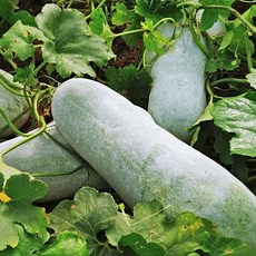 국내산 동아 동과 생 말린 건 동아박 열매, 1개, 300g