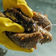 통영 자연산 활해삼 500g 1kg, 활해삼 1kg, 1개