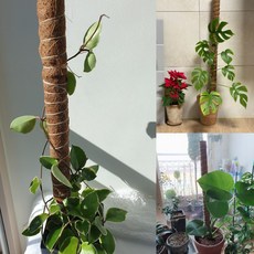 몬스테라 지지대 수태봉 50cm 연결가능 1m 넝쿨 덩굴 식물 화분 코코 지주대 형 봉