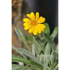 9월의꽃꽂이꽃종류