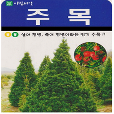 주목나무분재판매