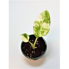 알로카시아마크로리자