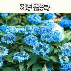 제주별수국 /토종수국 / 노지월동