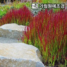 그라스 TOP01