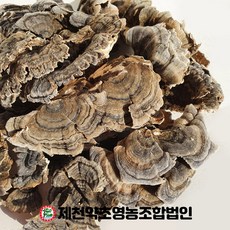 운지버섯