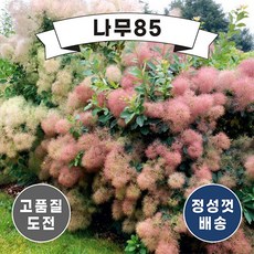 (나무85) 자엽안개나무 2종 (로얄퍼플/영레이디), 6. 안개나무(영레이디) 9cm포트