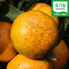 직송 제주 유기농 서귀포 노지 감귤 5kg 밀감, 1개