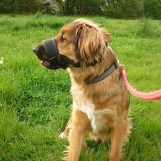  타이쿤 대형 반려견 젠틀리더 머즐컨트롤 나일론 입마개 XL, 혼합색상, 1개 