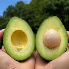 아보카도 대과 24과 (과당 200G 내외) 수입과일, 24개