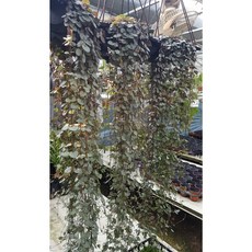 행복한꽃순이//러브체인걸이분(90-110cm)/길어요, 2개