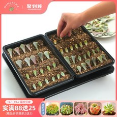 폼나네 받침쟁반 MUMUHOME 펜지꽃과 엽 꽂다 모종을 기르다 새내기 콤비네이션 쿡밥 함 심다 누런색 도구, 모종을 기르다 쿡밥 콤비네이션 （함