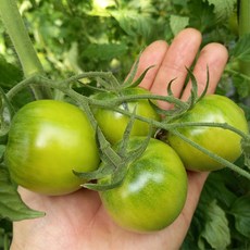 부산 대저 토마토 못난이 L과 2.5kg 산지직송, 1박스, 못난이토마토 2.5kg