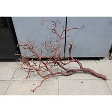 네츄럴만자니타유목 가지유목 브라운만자니타 인테리어나뭇가지 장식용나무가지 60~90cm.90~120cm