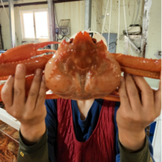 수율 90% 왕특사이즈 자숙 울진 홍게, 1박스, 2kg내외 2미