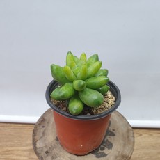 천대전송