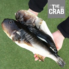 동해안 자연산 복어 손질복어, 1개, 복어 5kg (4-5미)