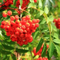 마가목 묘목 10개세트 / 붉은열매 단풍 공해에강한 나무, 10개