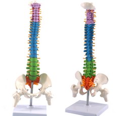 인체모형 해부도 골반 해부 을 가진 45cm 인간의 척추 의학 교육 자원, 없음