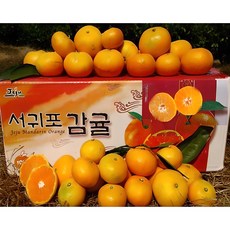 [황금농원]서귀포 고당도 조생 귤 첫출하, 5kg[중대과(L-2L)], 1박스