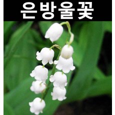 은방울꽃 포트 5개/꽃숙근/조경용