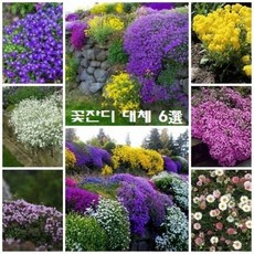 섬백리향