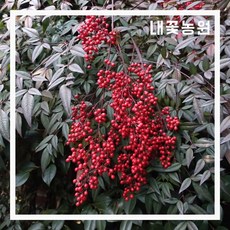 주목나무분재판매