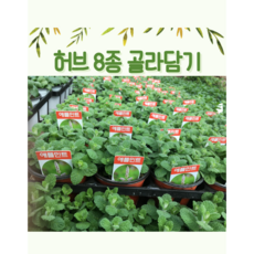 레몬타임허브화분