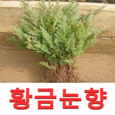 (성실D)황금눈향나무묘목(4치포트) 3그루