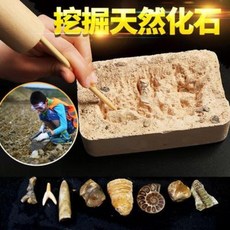 관찰표본