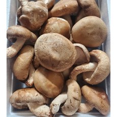 [산지직송] 국내산 송이향 송고송화 송이송향버섯 쫄깃한 식감 가정용 식당 알뜰형 1kg, 1개